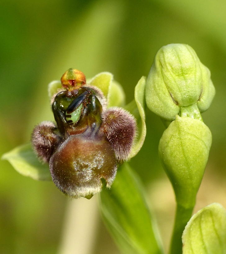 su orchidea:  Tettigometridae (Hemiptera - Fulgoromorpha): cfr. Tettigometra sp.